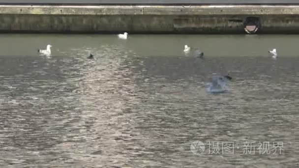 泰晤士河上的海鸥