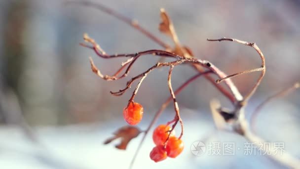 美丽的大自然雪上蓝色的背景 镜头光晕效果的罗文分支红色浆果冬天
