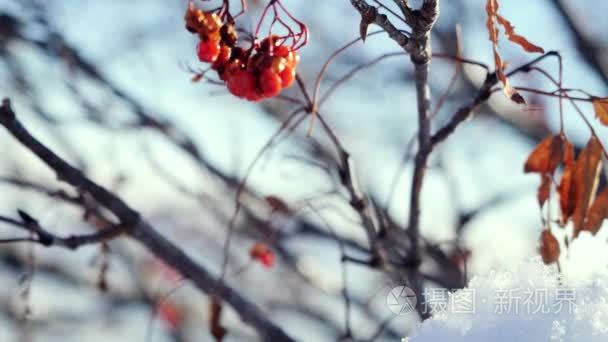 美丽的大自然雪上蓝色的背景 镜头光晕效果的罗文分支红色浆果冬天