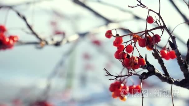 美丽的大自然雪上蓝色的背景 镜头光晕效果的罗文分支红色浆果冬天