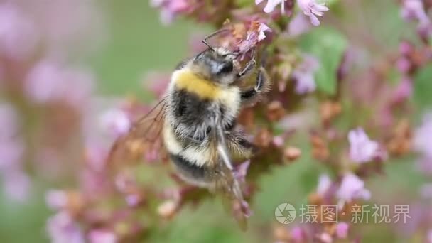 蜜蜂在花丛中慢动作的两个视频视频