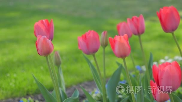 郁金香花开在春天视频