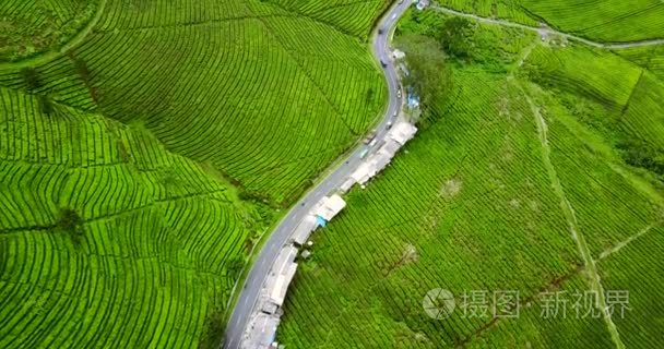 弯曲的公路在茶园