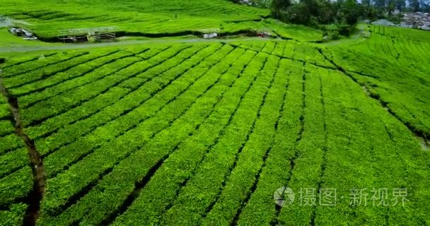 在梳邦高地茶种植园谷视频