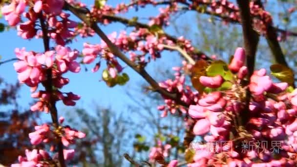 粉色花朵开放在春天视频