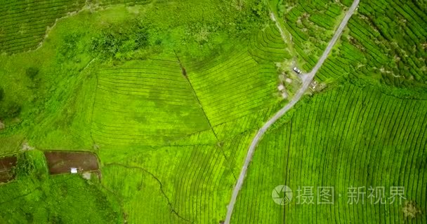 顶视图的茶叶种植园和公路