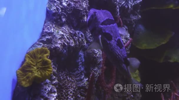 河豚在盐水水族馆素材视频视频