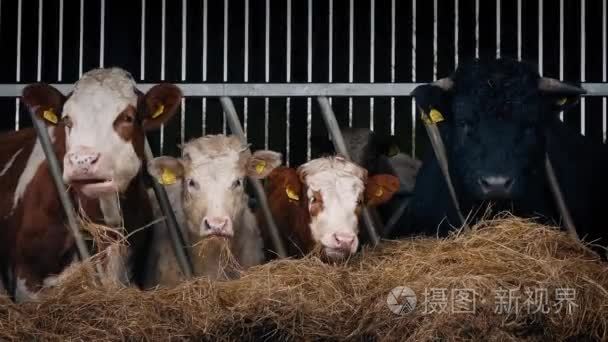 在农场饲养的奶牛棚视频