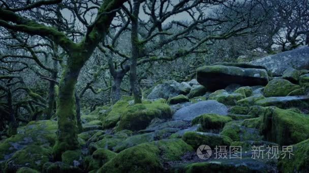 古代的林地上暴风骤雨的夜晚视频