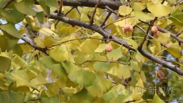 银杏树在秋天视频