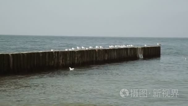 海鸥在波罗的海腹股沟视频