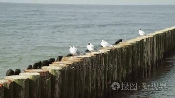 海鸥在波罗的海腹股沟视频