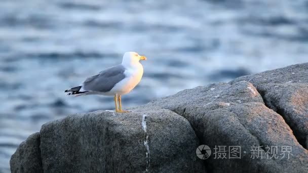 海鸥优雅地构成了一张照片视频