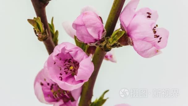 桃果实花开花时间流逝视频