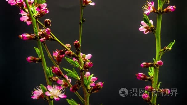 桃花盛开时间流逝在深色背景上视频