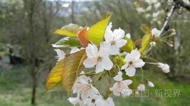 在前台的樱桃花视频