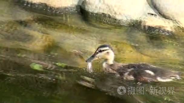 游泳野孩子鸭视频