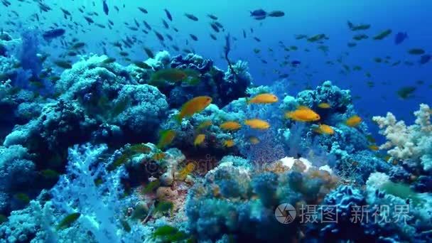 健康的珊瑚礁景观红海视频