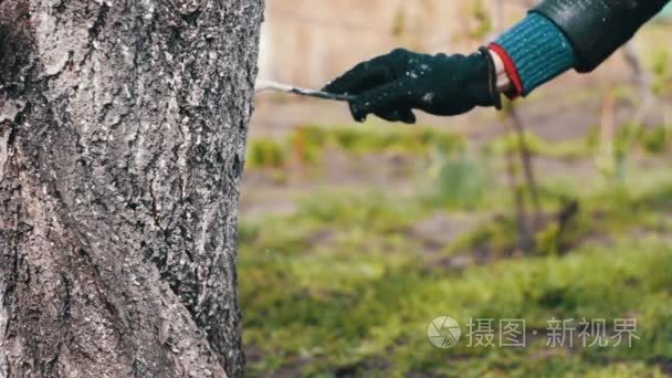 在春天粉饰的树木。园丁女人关心的花园里的树木