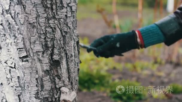 在春天粉饰的树木。园丁女人关心的花园里的树木