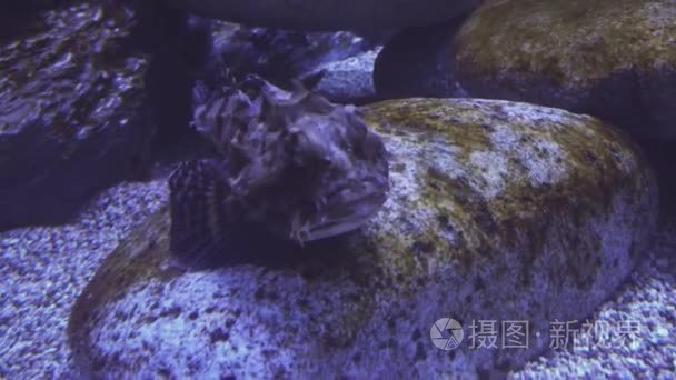 触手鲻鱼在盐水水族馆素材视频视频