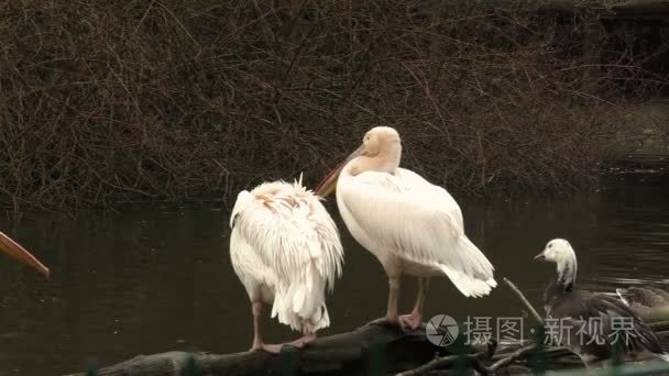 湖上的白鹈鹕的羊群视频