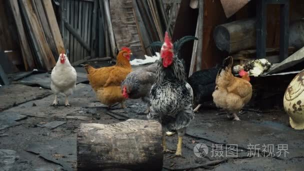 鸡在农场四周散步视频