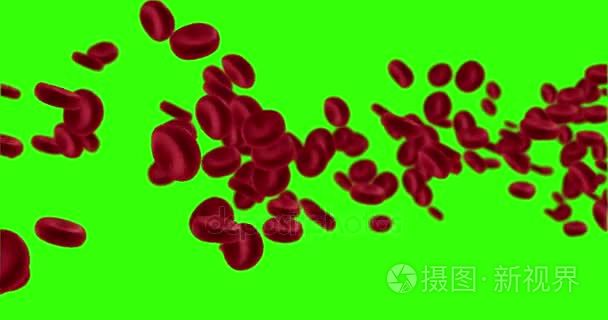 3d 渲染动画红血细胞中动脉 体内流 人类健康医疗色度键绿色屏幕上