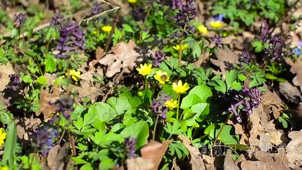 蜜蜂授粉花在春天公园视频