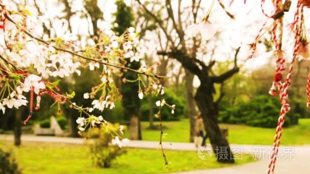 盛开的樱花树上的传统民间饰品视频