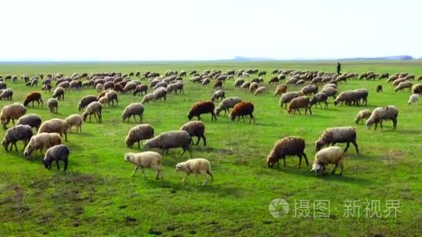 在一片草地上放牧绵羊视频
