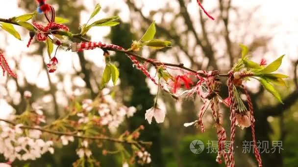 盛开的樱花树上的传统民间饰品视频