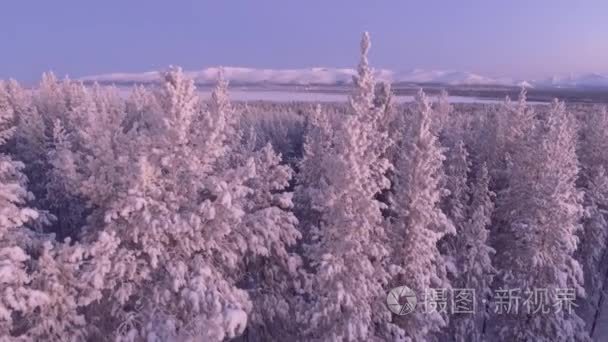 漂亮的松树树森林蜷缩在雪地里。清晨第一温暖的光。独特的空中无人驾驶冻住寒冷的冬天。北西伯利亚视频