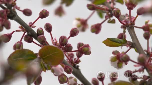 白色的樱花树鲜花花视频