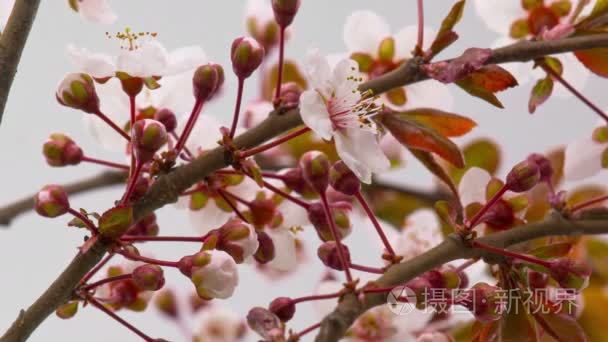 白色的樱花树鲜花花视频