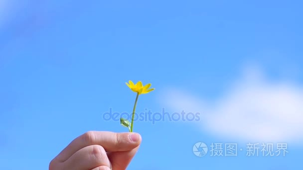 美丽的黄色花,在婴儿手放在蓝色天空背景.