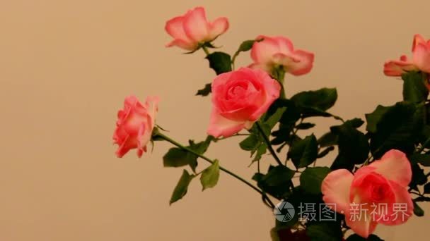 束光粉红色玫瑰花米色墙背景视频