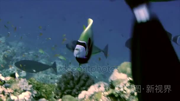 皇帝神仙鱼在红海珊瑚礁视频