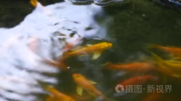 中国池塘浮鱼和石头视频