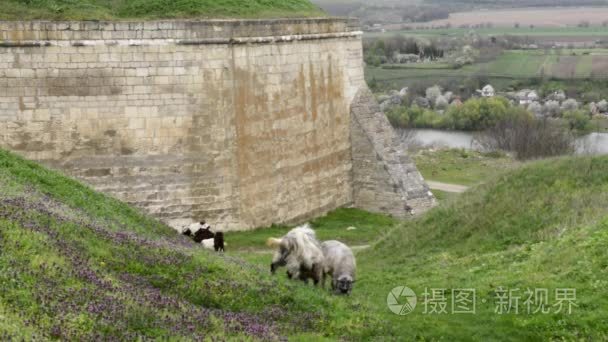 绵羊放牧沿江和城堡的墙壁附近视频