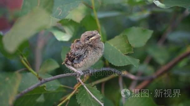 人类喂养莺雏鸟在户外的手视频