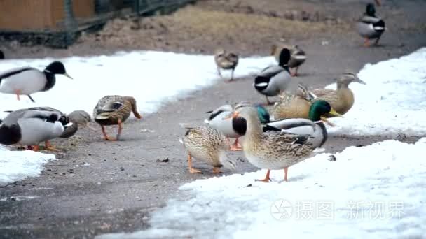 雪在户外的许多野鸭在冬季饲喂视频