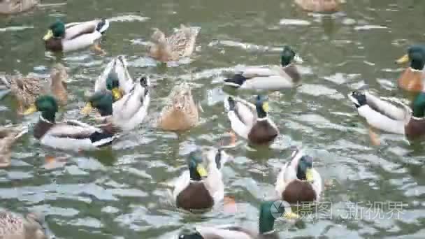 群的许多野鸭很快在池塘里游泳视频