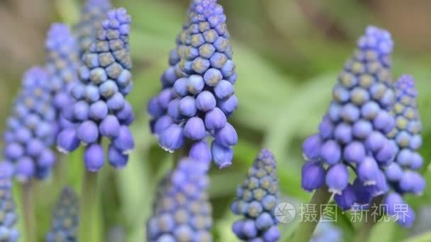 蓝色风信子花盛开在春天的头花视频