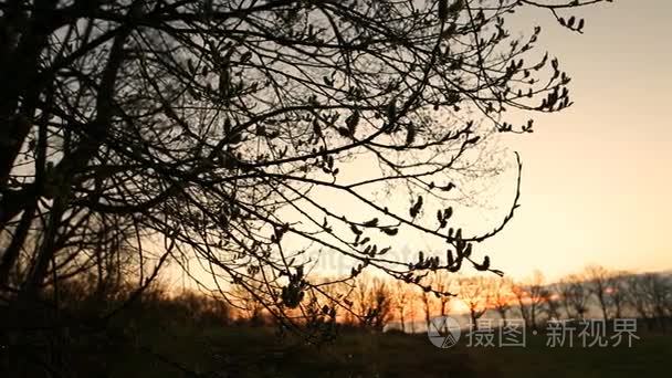 一棵大树在黎明时在春天视频