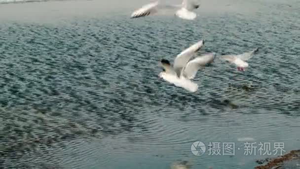 冰冻的河上飞过的海鸥视频