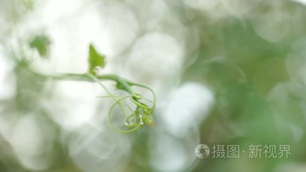 新鲜的常春藤葫芦散景背景视频