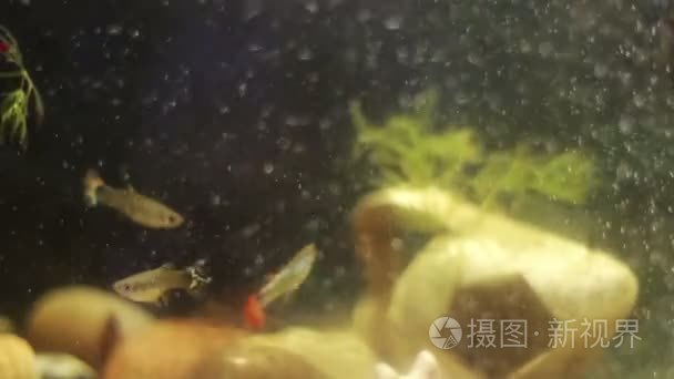 小装饰鱼类赖以生存的家水族馆视频