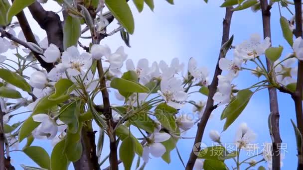 樱桃树或梨树枝上的花朵视频