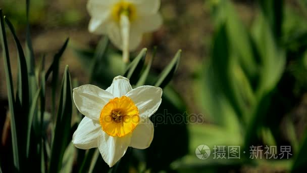 水仙花春天鲜花扔在户外视频